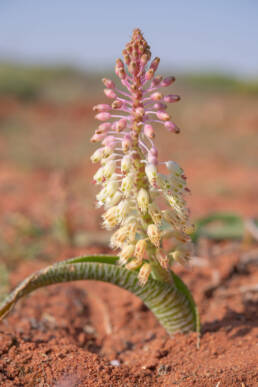 Snake Viooltjie (Lachenalia anguinea)