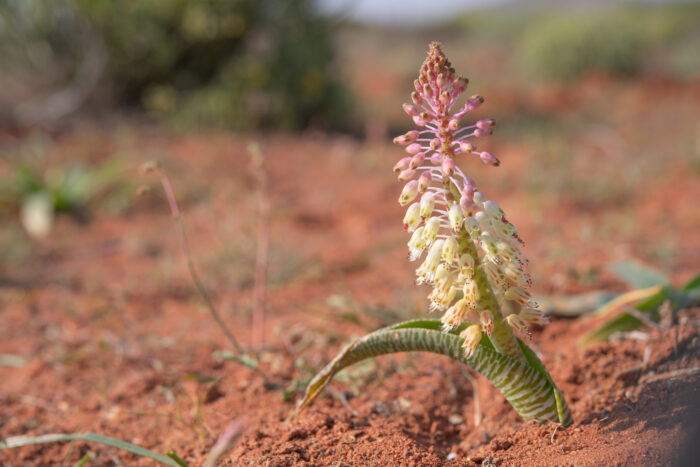 Snake Viooltjie (Lachenalia anguinea)