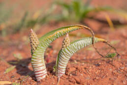 Snake Viooltjie (Lachenalia anguinea)