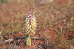 Snake Viooltjie (Lachenalia anguinea)