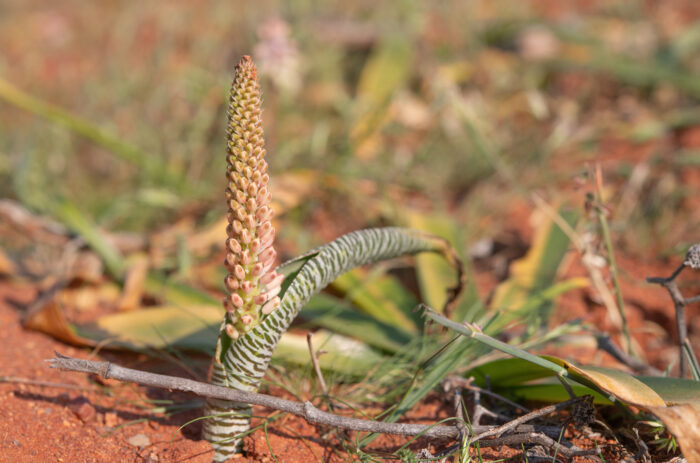 Snake Viooltjie (Lachenalia anguinea)