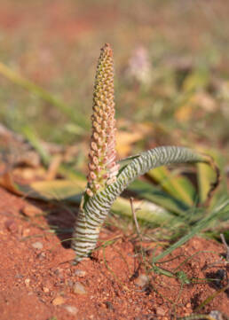 Snake Viooltjie (Lachenalia anguinea)