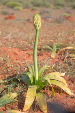 Namaqua Chink (Ornithogalum xanthochlorum)