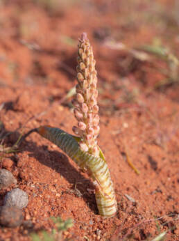 Snake Viooltjie (Lachenalia anguinea)