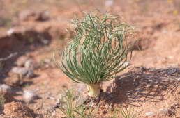 Shavingbrush Kukumakranka (Gethyllis grandiflora)