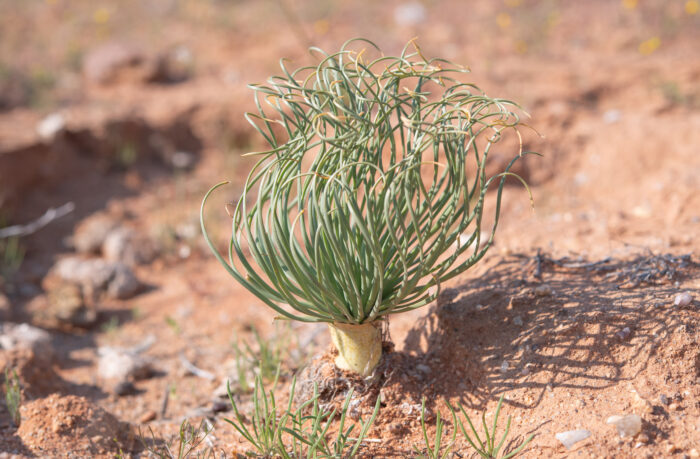 Shavingbrush Kukumakranka (Gethyllis grandiflora)