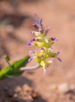 Lachenalia framesii