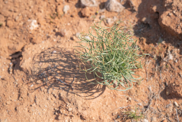 Shavingbrush Kukumakranka (Gethyllis grandiflora)