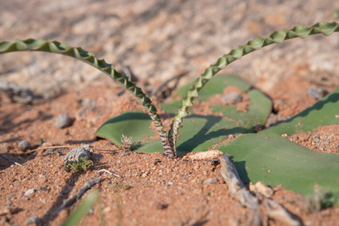 Wavy Bloodlily (Haemanthus crispus)