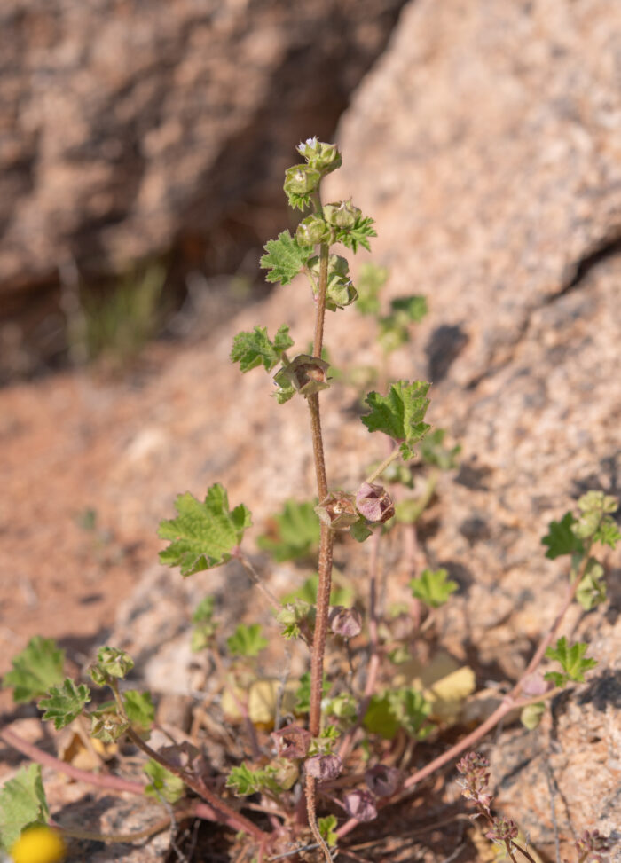 Cheeseweed Mallow (Malva parviflora)