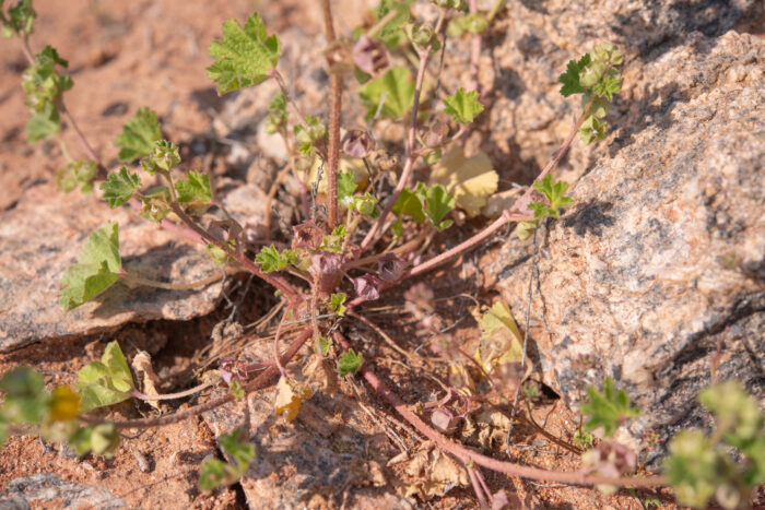 Cheeseweed Mallow (Malva parviflora)