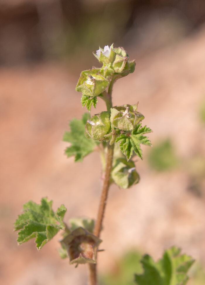 Cheeseweed Mallow (Malva parviflora)