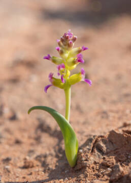 Lachenalia framesii