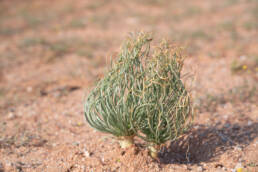 Shavingbrush Kukumakranka (Gethyllis grandiflora)