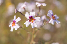 Starburst Jaybee (Jamesbrittenia racemosa)