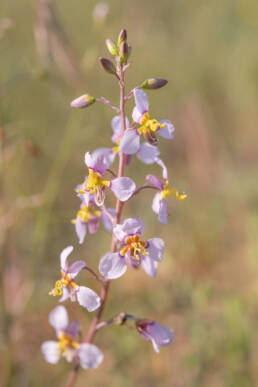 Wild Beet (Cyanella cygnea)