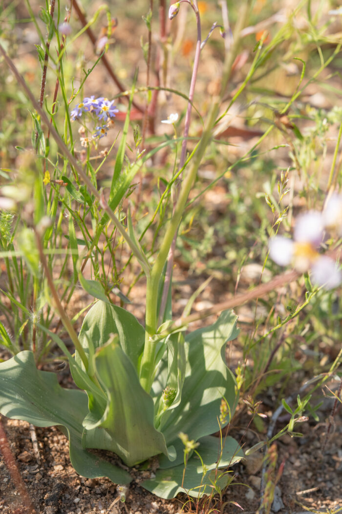 Wild Beet (Cyanella cygnea)