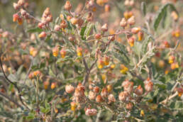 Cape plant (Hermannia)