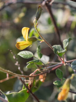 Cape plant (Rhynchosia)