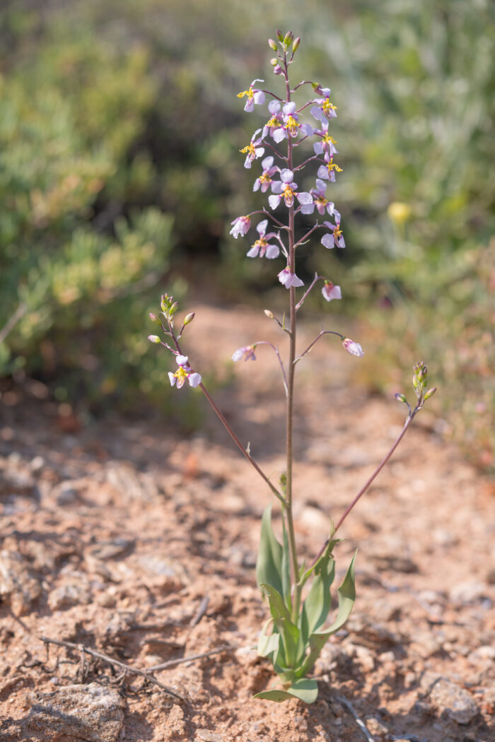 Wild Beet (Cyanella cygnea)