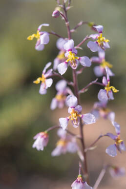 Wild Beet (Cyanella cygnea)