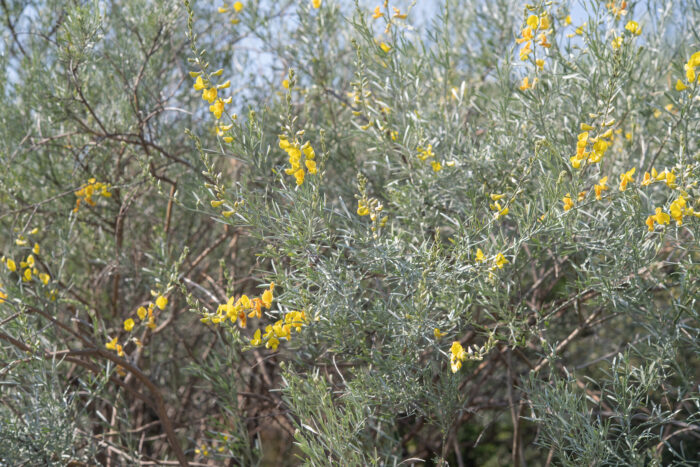 Silver Gannabush (Calobota sericea)