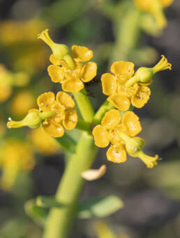 Yellow Milkbush (Euphorbia mauritanica)