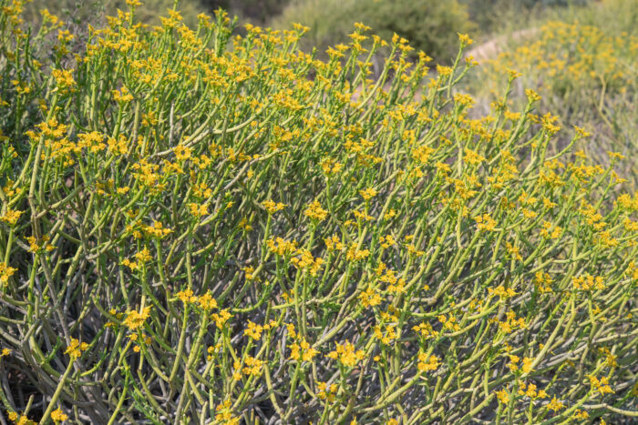 Yellow Milkbush (Euphorbia mauritanica)