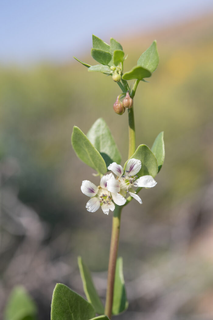 Scaly Twinleaf (Roepera leptopetala)