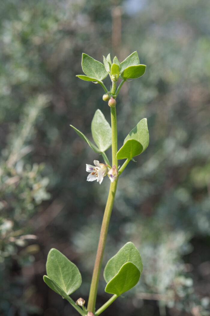 Scaly Twinleaf (Roepera leptopetala)