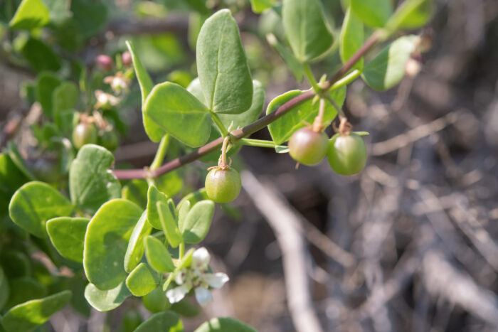 Scaly Twinleaf (Roepera leptopetala)