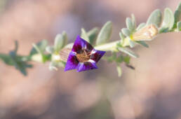 Cape plant (Peliostomum)