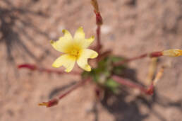 Yelloweye Woodsorrel (Oxalis obtusa)