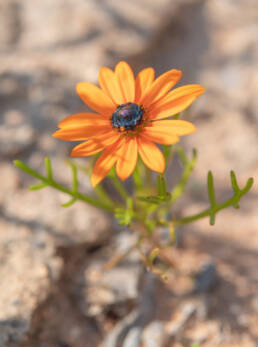 Cape plant (Ursinia)