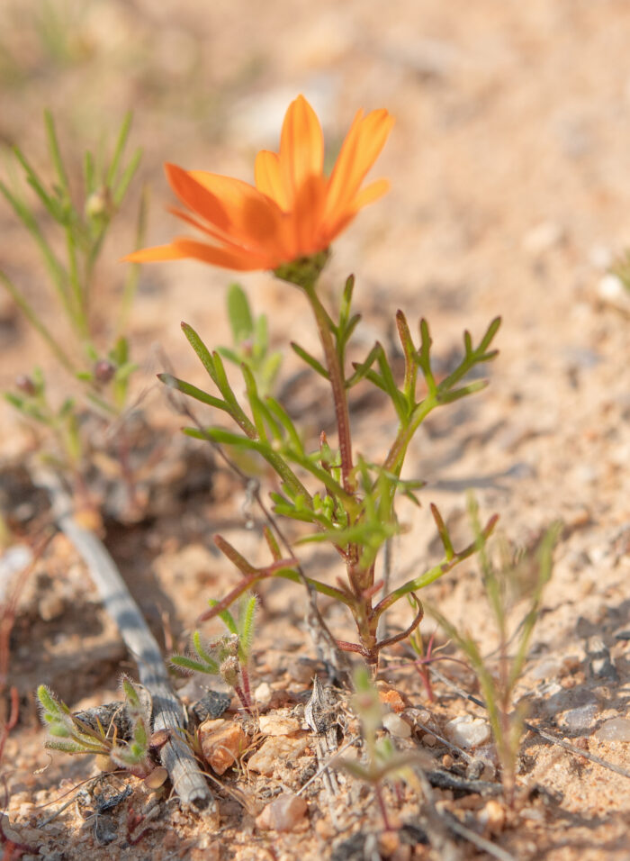 Cape plant (Ursinia)