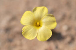 Yelloweye Woodsorrel (Oxalis obtusa)