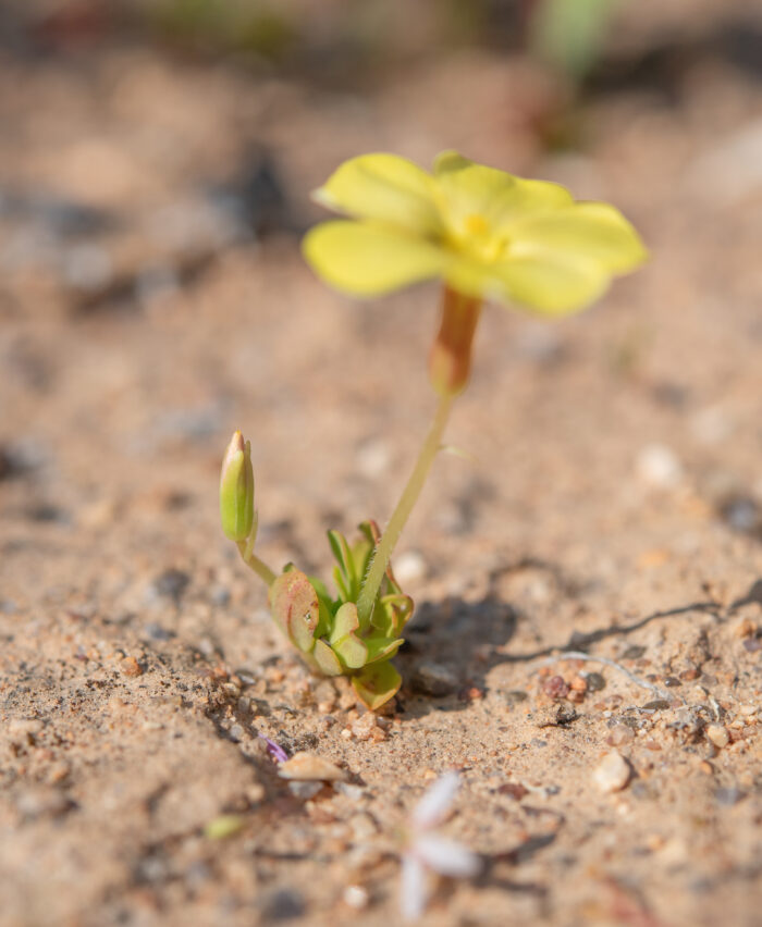 Yelloweye Woodsorrel (Oxalis obtusa)