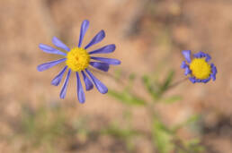 Cape plant (Felicia)