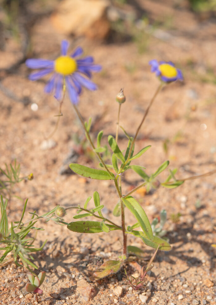 Cape plant (Felicia)