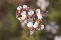 Cape plant (Eriocephalus)