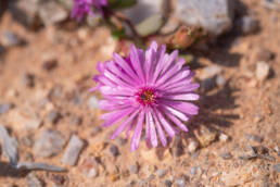 Cape plant (Ruschieae)