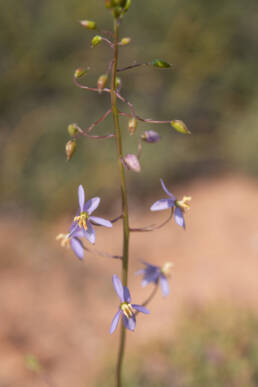 Blue Ladieshand (Cyanella hyacinthoides)