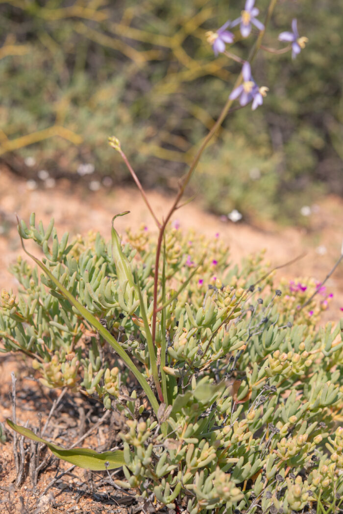 Blue Ladieshand (Cyanella hyacinthoides)