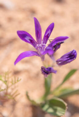 Namaqua Bentflower Bobbejaantjie (Babiana curviscapa)