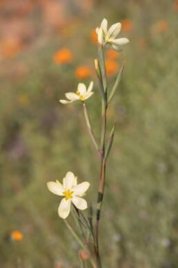 Two-leaved Cape Tulip (Moraea miniata)