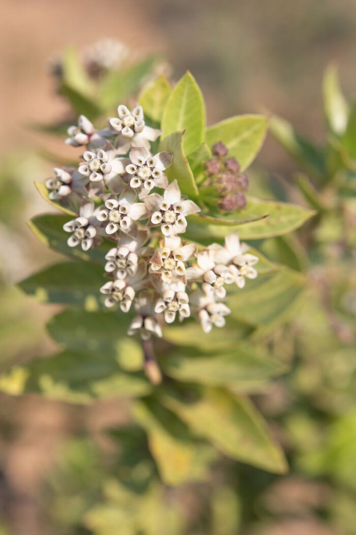 Wild Cotton (Gomphocarpus cancellatus)