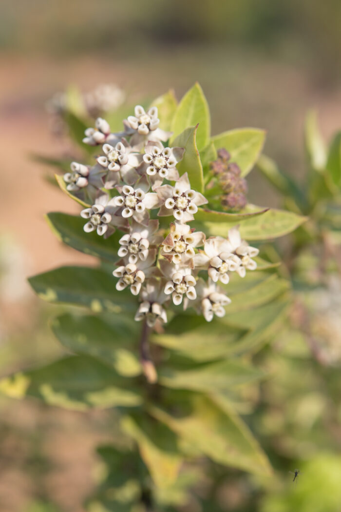 Wild Cotton (Gomphocarpus cancellatus)