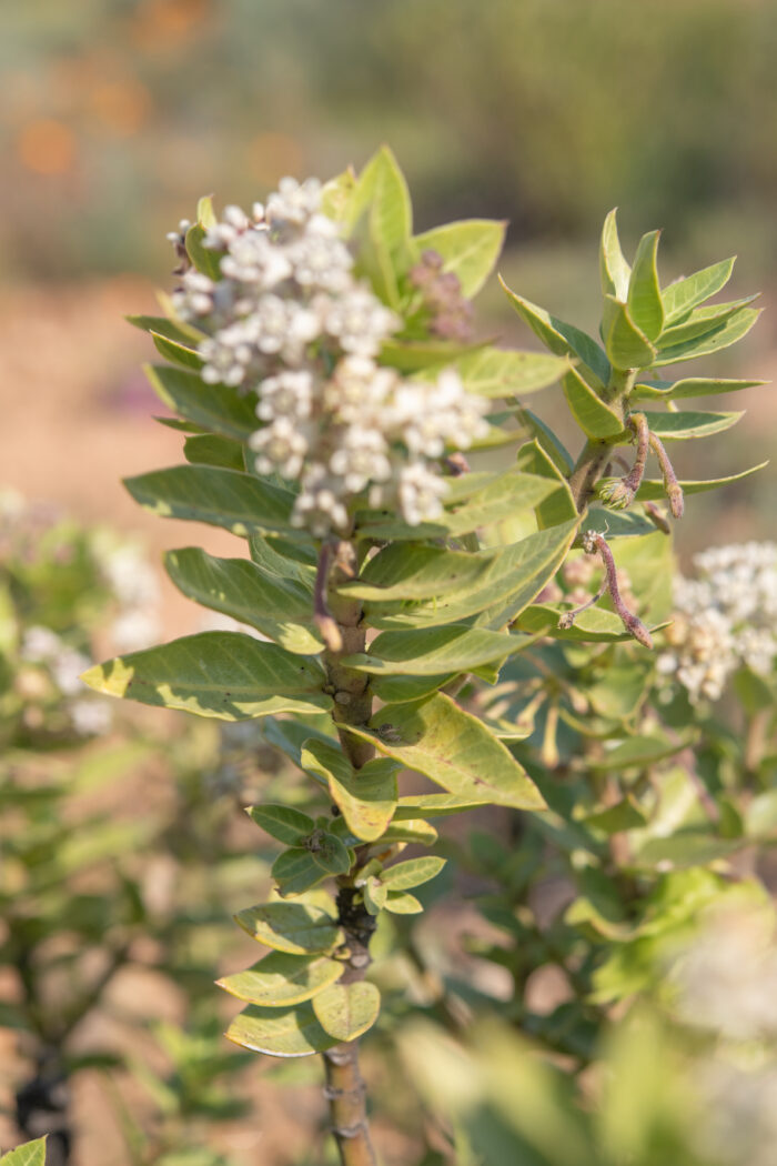 Wild Cotton (Gomphocarpus cancellatus)