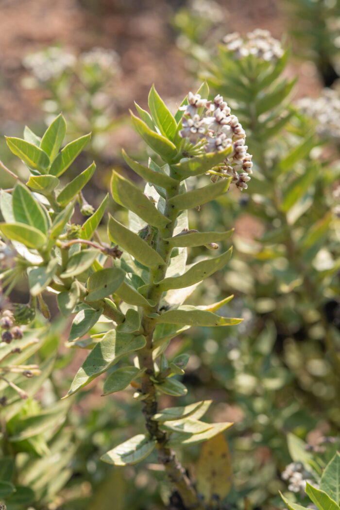 Wild Cotton (Gomphocarpus cancellatus)