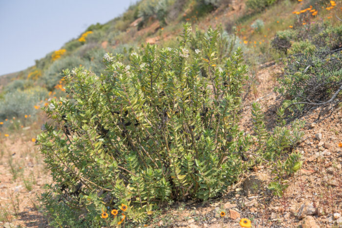 Wild Cotton (Gomphocarpus cancellatus)